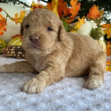 Goldendoodle Puppy Victor