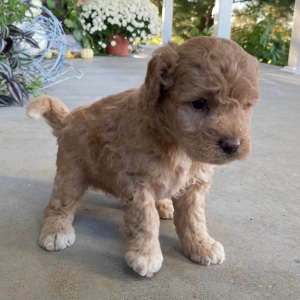 Goldendoodle Puppy Victor