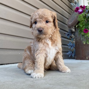 Goldendoodle Puppy Victor