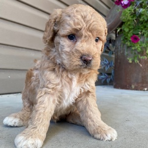 Goldendoodle Puppy Victor
