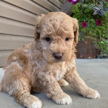 Goldendoodle Puppy Victor