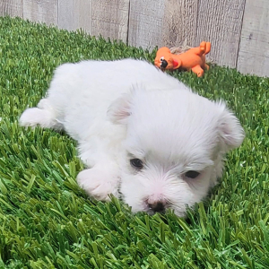 Maltese Puppy Murphy