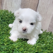 Maltese Puppy Murphy
