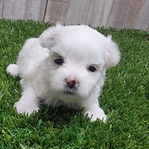Maltese Puppy Murphy