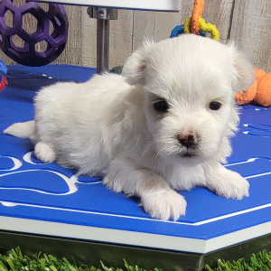 Maltese Puppy Murphy