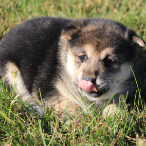 Shiba Inu Puppy Spencer