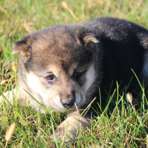 Shiba Inu Puppy Spencer