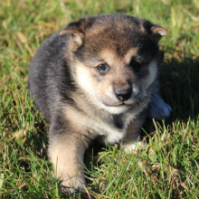 Shiba Inu Puppy Spencer