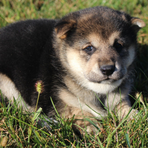 Shiba Inu Puppy Spencer