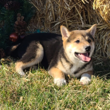 Shiba Inu Puppy Spencer