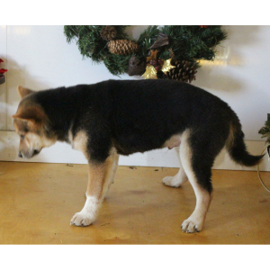 Shiba Inu Puppy Spencer