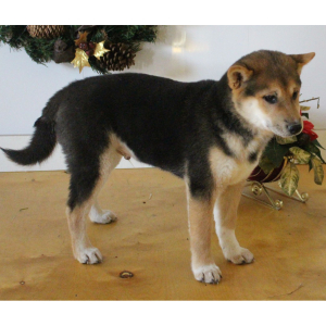 Shiba Inu Puppy Spencer