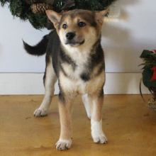 Shiba Inu Puppy Spencer