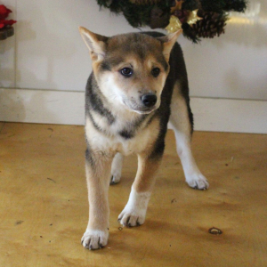 Shiba Inu Puppy Spencer