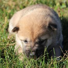 Shiba Inu Puppy Scarlett