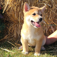 Shiba Inu Puppy Scarlett