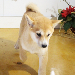 Shiba Inu Puppy Scarlett