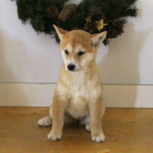 Shiba Inu Puppy Scarlett