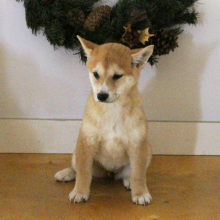 Shiba Inu Puppy Scarlett