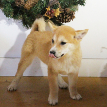 Shiba Inu Puppy Scarlett