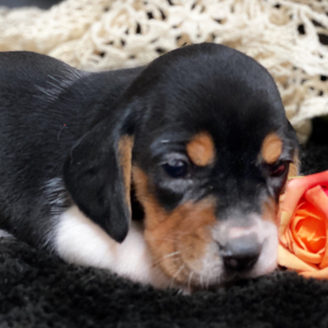 Beagle Puppy Layla