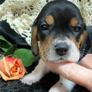 Beagle Puppy Layla