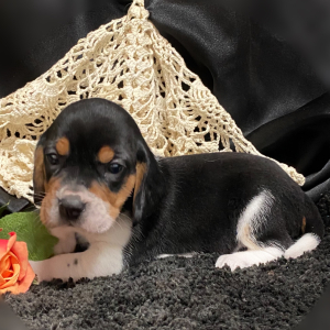 Beagle Puppy Layla