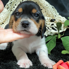 Beagle Puppy Layla