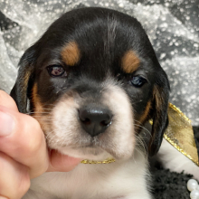 Beagle Puppy Juliette
