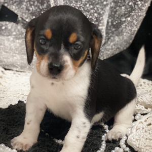 Beagle Puppy Juliette