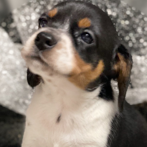 Beagle Puppy Juliette