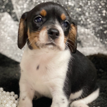 Beagle Puppy Juliette
