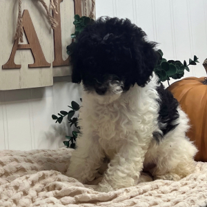 Poodle Puppy Lila