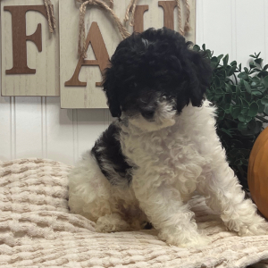 Poodle Puppy Lila