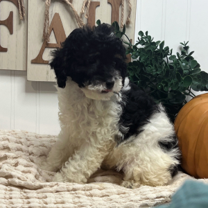 Poodle Puppy Lila