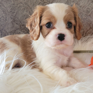Cavalier King Charles Spaniel Puppy Sean