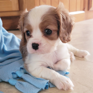 Cavalier King Charles Spaniel Puppy Sean