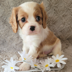 Cavalier King Charles Spaniel Puppy Sean
