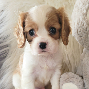 Cavalier King Charles Spaniel Puppy Sean