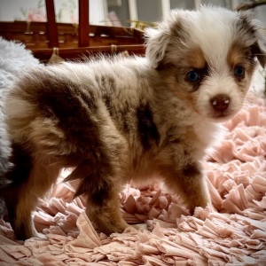 Australian Shepherd Puppy Tensely