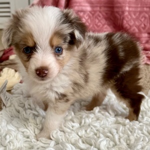 Australian Shepherd Puppy Tensely