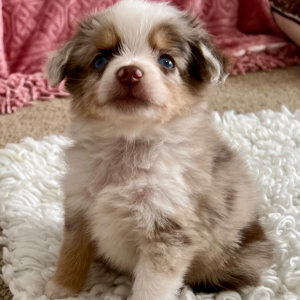Australian Shepherd Puppy Tensely