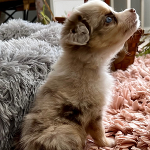 Australian Shepherd Puppy Tensely