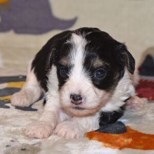 Yorkiepoo Puppy Major