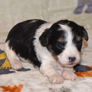 Yorkiepoo Puppy Major