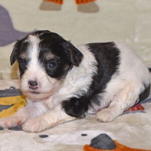 Yorkiepoo Puppy Major