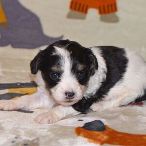 Yorkiepoo Puppy Major