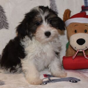 Yorkiepoo Puppy Major