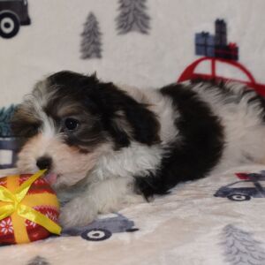 Yorkiepoo Puppy Major
