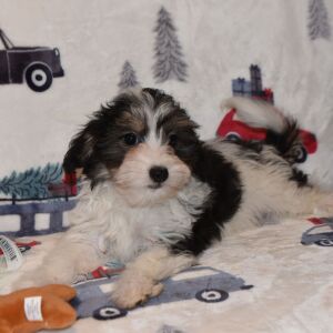 Yorkiepoo Puppy Major